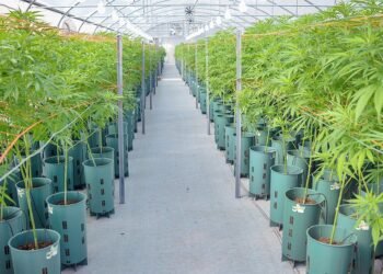 Kulfas destacó que la industria del cannabis tiene “excelentes oportunidades de desarrollo”