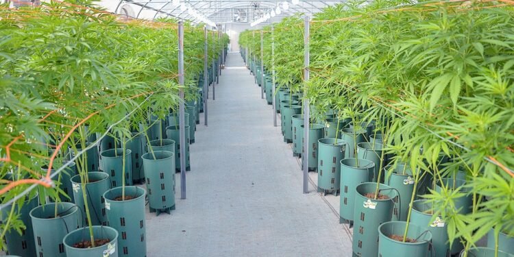 Kulfas destacó que la industria del cannabis tiene “excelentes oportunidades de desarrollo”