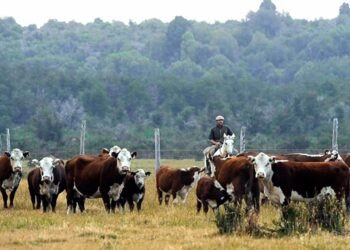 “Con la liberación de exportaciones de carne, se refuerzan políticas que cuidan empleo”