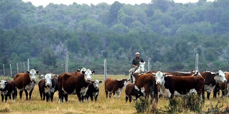 “Con la liberación de exportaciones de carne, se refuerzan políticas que cuidan empleo”
