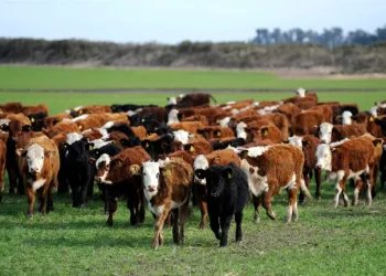 Los incendios en Corrientes “van a impactar en la ganadería argentina”