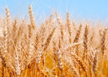 Fuerte impacto en la economía de una nueva avanzada de Rusia en Ucrania: el precio del trigo subió casi 7 por ciento