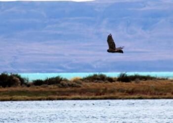 El paisaje urbano de El Calafate se distiende con la Reserva Natural Laguna Nimez