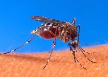 ¿Qué hacer cuando una persona tiene dengue?: conocé los síntomas y las prevenciones