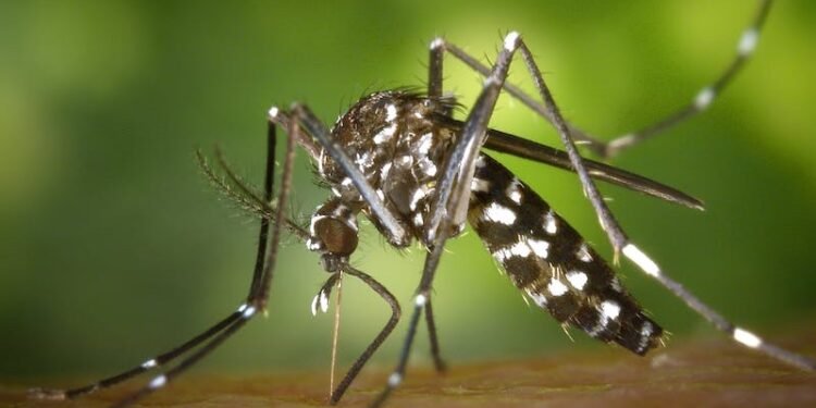 Brote de dengue en el AMBA: aseguran que podrían circular hasta abril