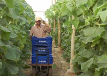 Salarios: un gremio clave del agro tendrá un sueldo mínimo que supera los $900.000