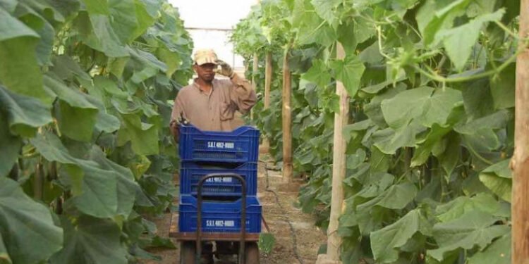 Salarios: un gremio clave del agro tendrá un sueldo mínimo que supera los $900.000