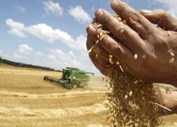Casi u$s3.000 millones aportará la campaña de trigo 2024/25