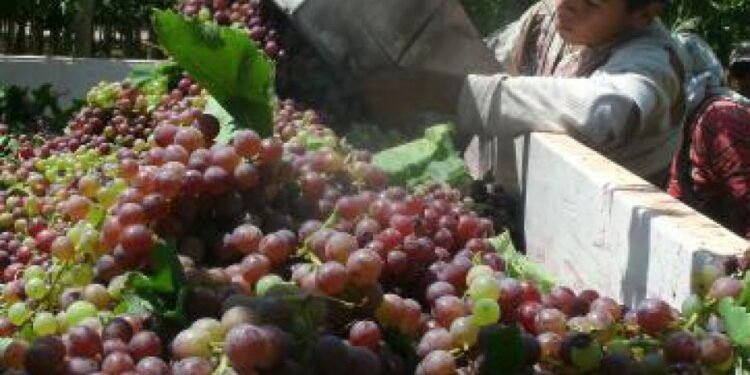 Sector Vitivinícola: Mendoza y San Juan anunciaron por primera vez un operativo conjunto de cosecha