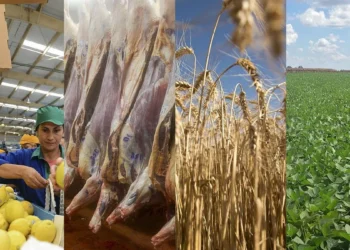 El ultimátum de Milei al campo: Liquidar rápido o enfrentar retenciones