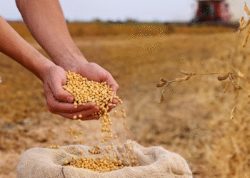 Conflicto China-EEUU: Soja vuela con Japón