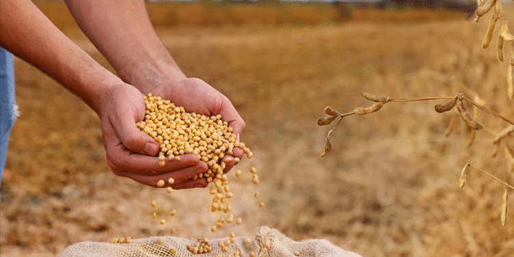 Conflicto China-EEUU: Soja vuela con Japón