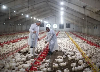 Exportaciones avícolas suspendidas por gripe aviar.