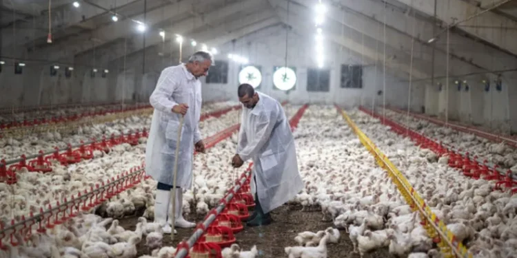 Exportaciones avícolas suspendidas por gripe aviar.