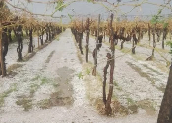 Inundaciones, granizo y enfermedades azotan al agro.