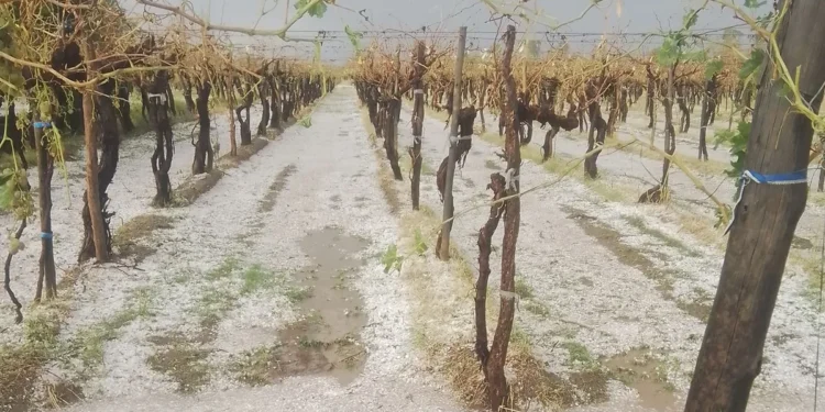 Inundaciones, granizo y enfermedades azotan al agro.