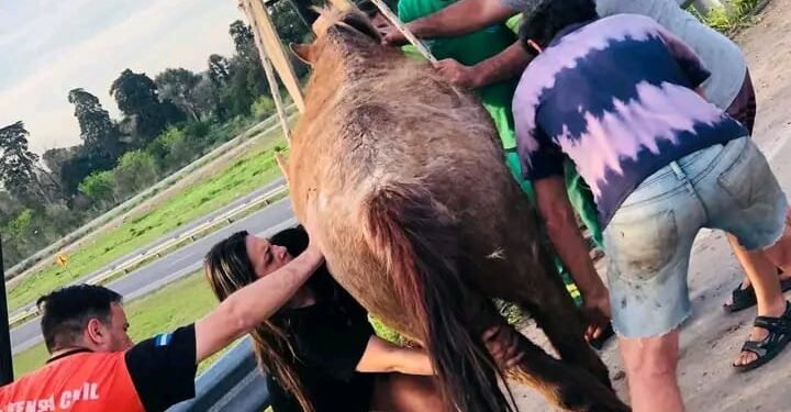 El municipio de merlo rescató un caballo maltratado por su dueño que era usado para tareas de carga
