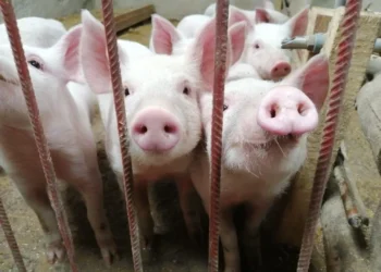 Aujeszky: Senasa lanza plan de erradicación.