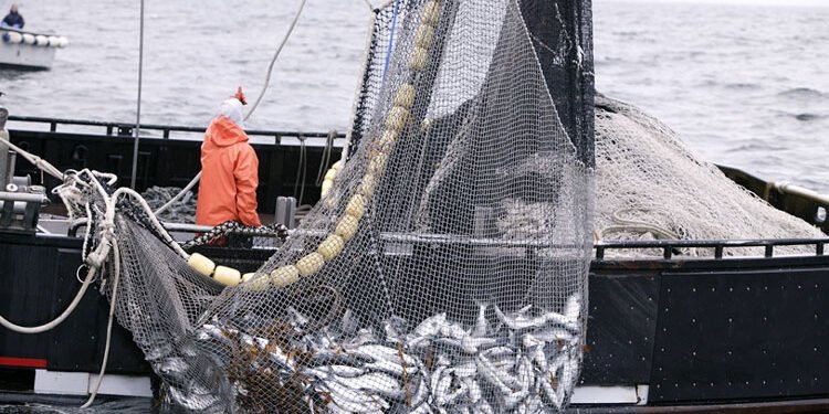 Pago de multas pesqueras: régimen actualizado