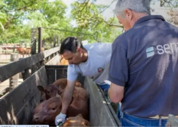 El Senasa implementa el chip obligatorio para el ganado.