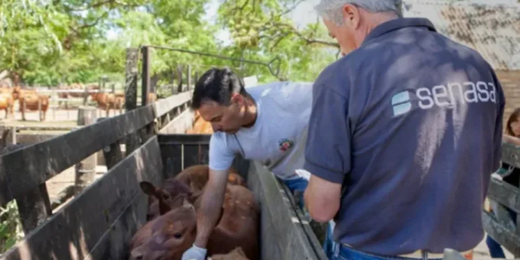 El Senasa implementa el chip obligatorio para el ganado.