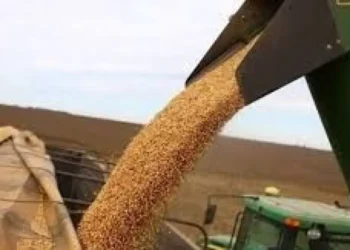 Fuerte ingreso de divisas: Agro liquidó 82% más en enero.