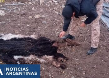 Desarticulan red de venta ilegal de carne en Chubut y confiesan haber desechado pruebas en un río
