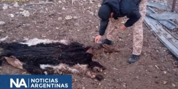 Desarticulan red de venta ilegal de carne en Chubut y confiesan haber desechado pruebas en un río