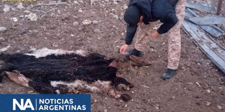 Desarticulan red de venta ilegal de carne en Chubut y confiesan haber desechado pruebas en un río