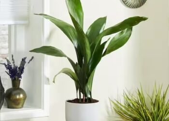 La aspidistra: la planta de interior ideal para quienes buscan belleza y facilidad de cuidado