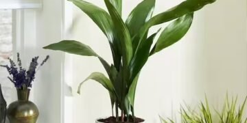 La aspidistra: la planta de interior ideal para quienes buscan belleza y facilidad de cuidado