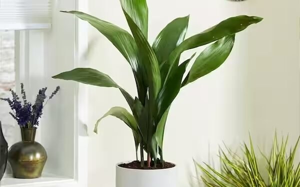 La aspidistra: la planta de interior ideal para quienes buscan belleza y facilidad de cuidado