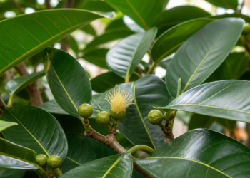 La posibilidad de que el ficus florezca y los cuidados necesarios para lograrlo