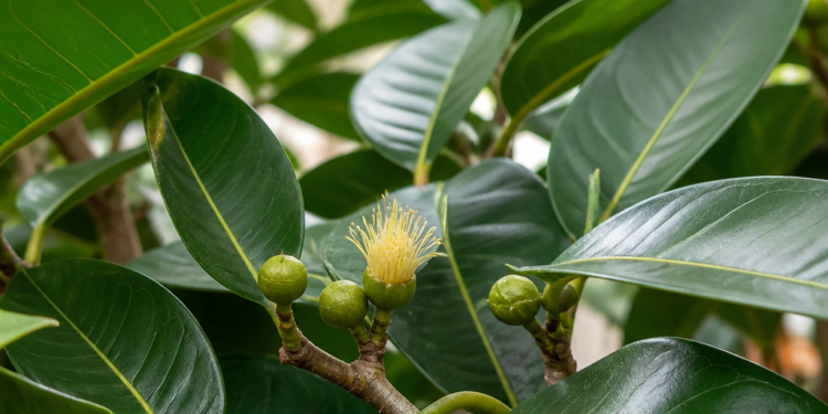 La posibilidad de que el ficus florezca y los cuidados necesarios para lograrlo