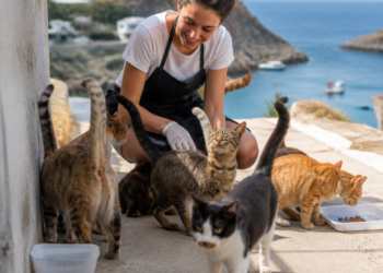 Una isla griega busca voluntarios para cuidar gatos rescatados en un refugio