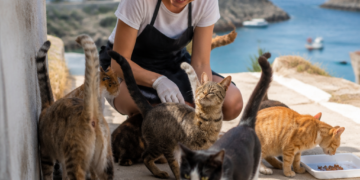 Una isla griega busca voluntarios para cuidar gatos rescatados en un refugio