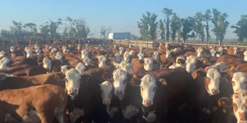 La innovadora alianza entre productores, inversores y carniceros que transforma el sector