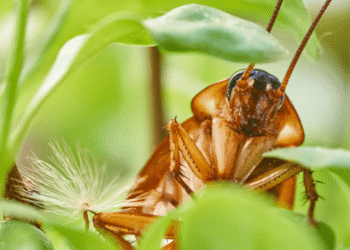 Los cuidados esenciales para prevenir la aparición de cucarachas en el jardín