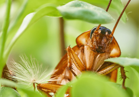 Los cuidados esenciales para prevenir la aparición de cucarachas en el jardín