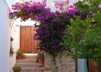 Tres flores trepadoras ideales para sembrar en agosto y embellecer paredes y cercos