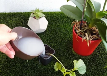 Beneficios del agua de arroz para plantas y su correcta aplicación