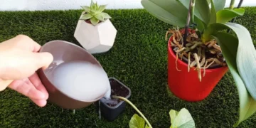 Beneficios del agua de arroz para plantas y su correcta aplicación