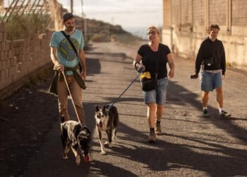 Islas Canarias busca voluntarios para el cuidado de mascotas a cambio de alojamiento gratuito