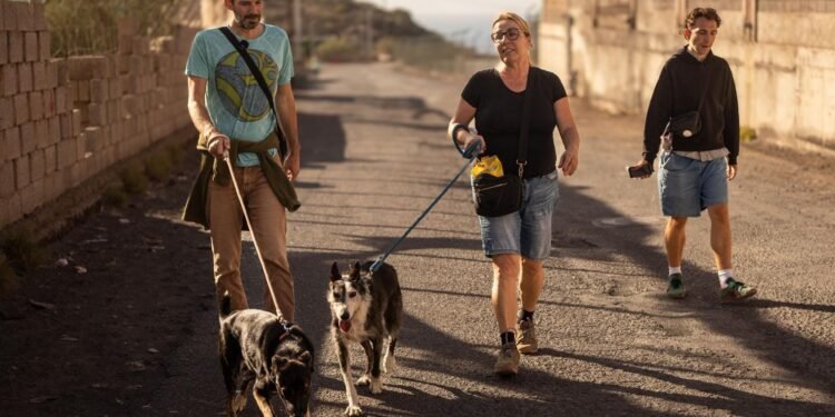 Islas Canarias busca voluntarios para el cuidado de mascotas a cambio de alojamiento gratuito