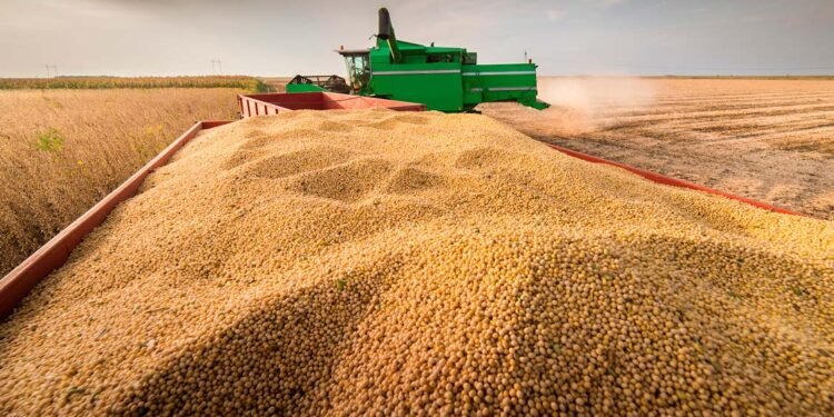 Canje de granos: cómo la cesión de contratos puede ampliar las opciones de financiamiento para productores
