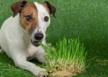 Veterinarios analizan por qué los perros ingieren pasto y cuándo es motivo de preocupación