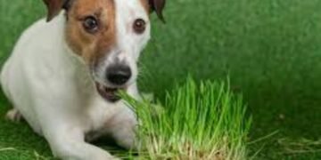 Veterinarios analizan por qué los perros ingieren pasto y cuándo es motivo de preocupación