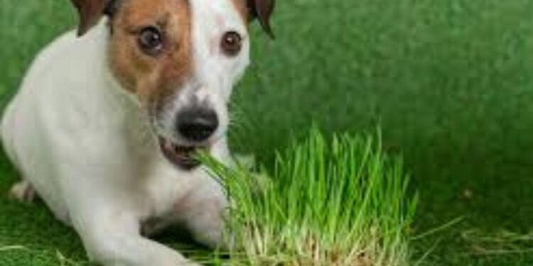 Veterinarios analizan por qué los perros ingieren pasto y cuándo es motivo de preocupación