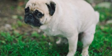Causa inesperada de la tardanza de los perros al elegir dónde hacer sus necesidades