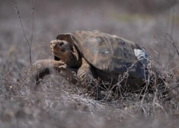 Tras 150 años de ausencia, vuelven 158 tortugas gigantes a la isla Floreana gracias a tecnología satelital